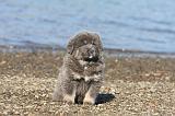 DOGUE DU TIBET 066